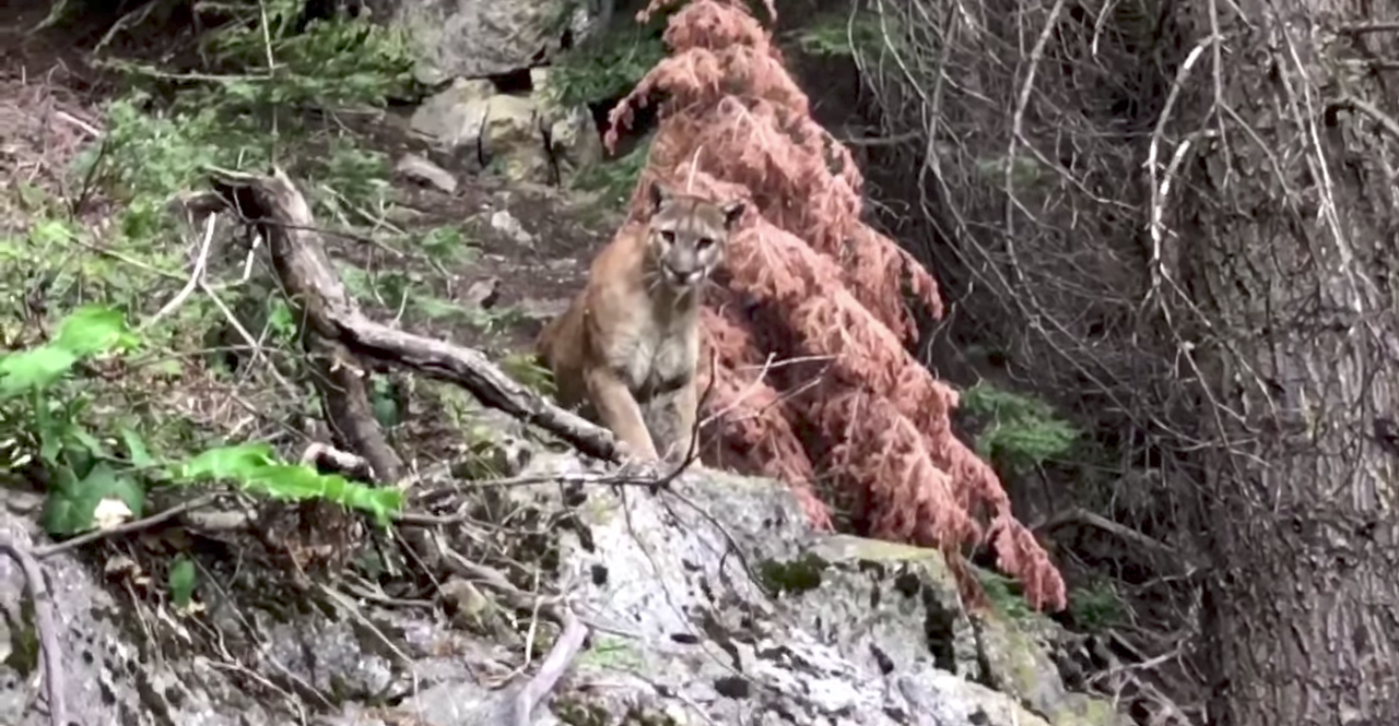 Mountain Lion (cougar, puma) - High Sierra Trail, CA